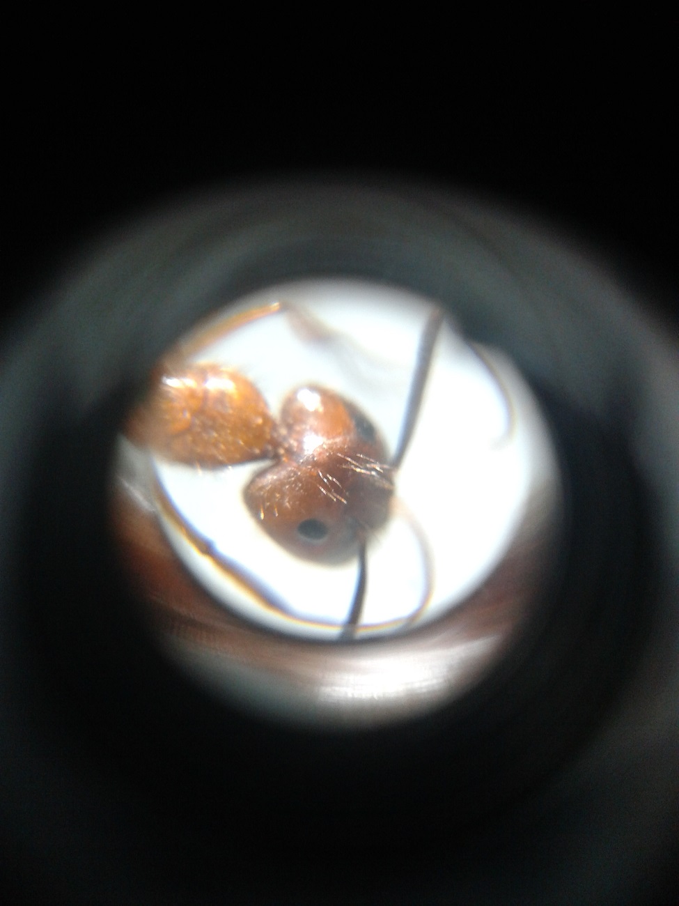 Camponotus2?