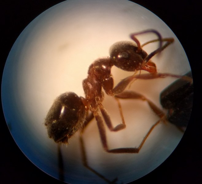 lasius