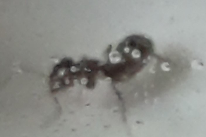 hormigadesconocida5