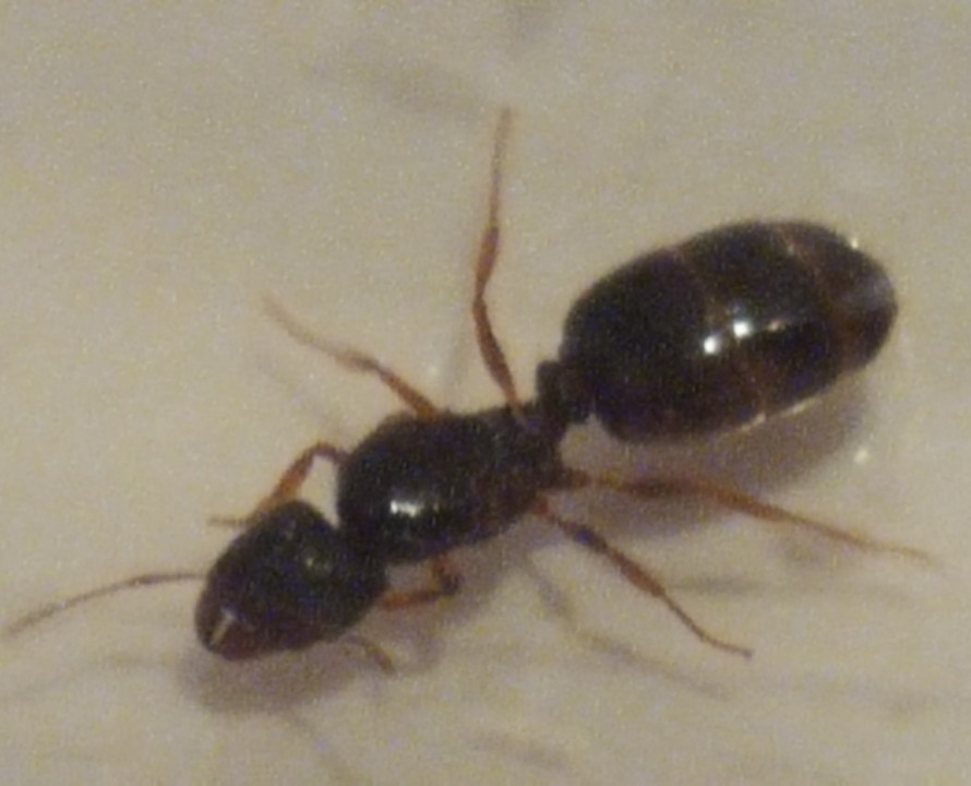 Identificacion