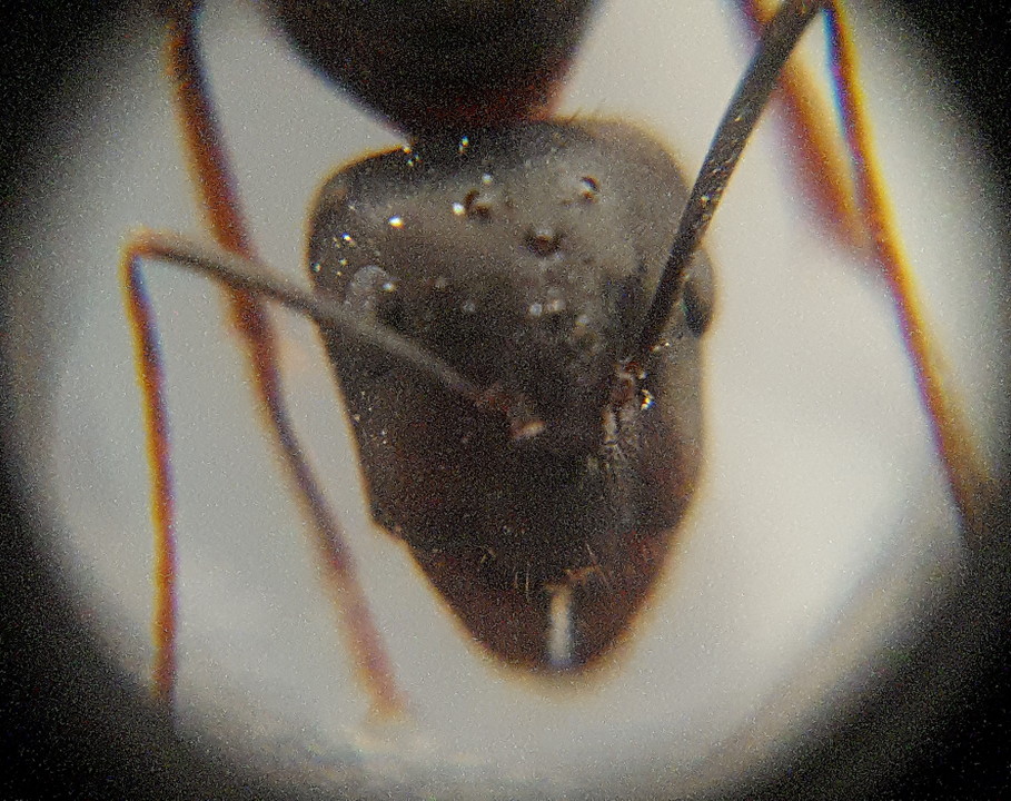 Camponotus a