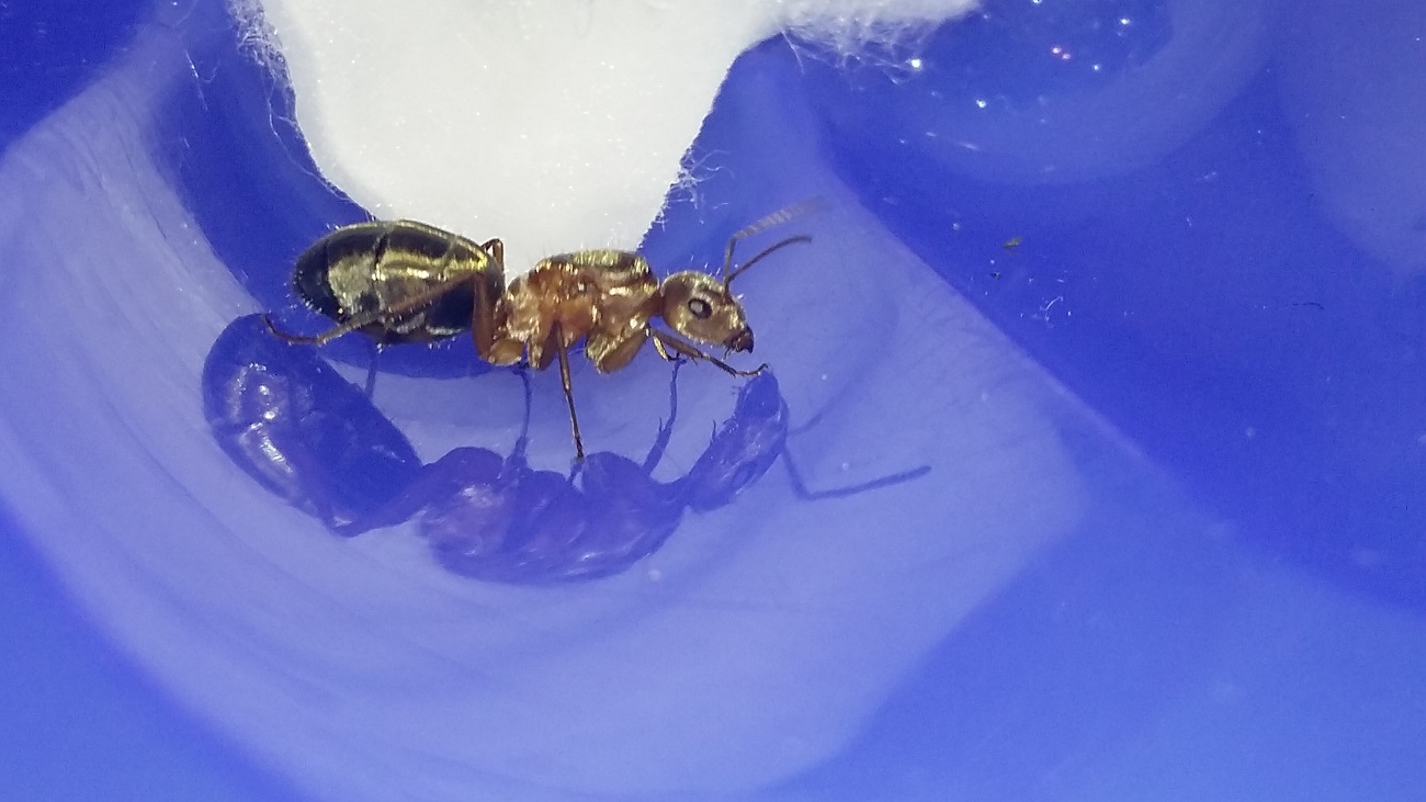 Camponotus