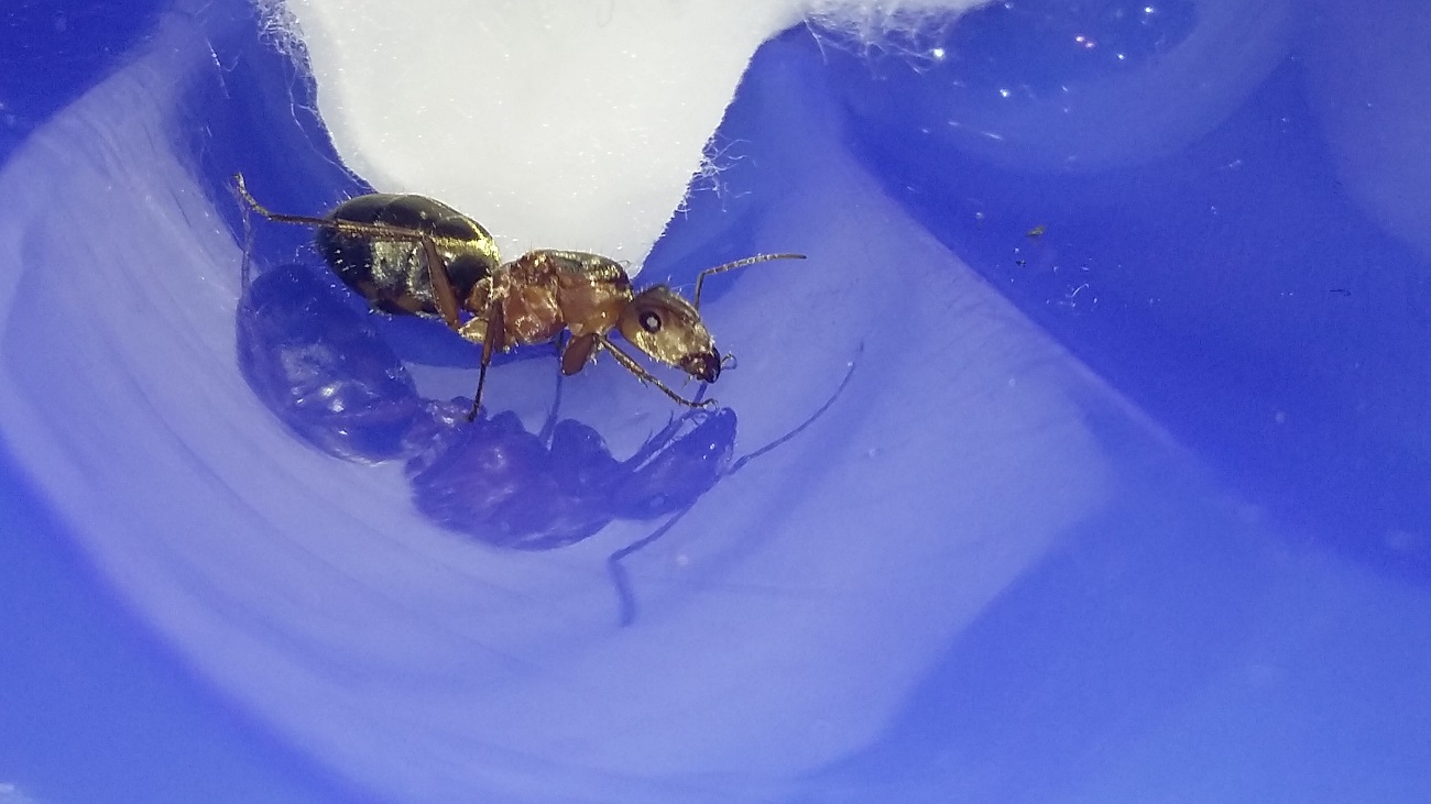 Camponotus