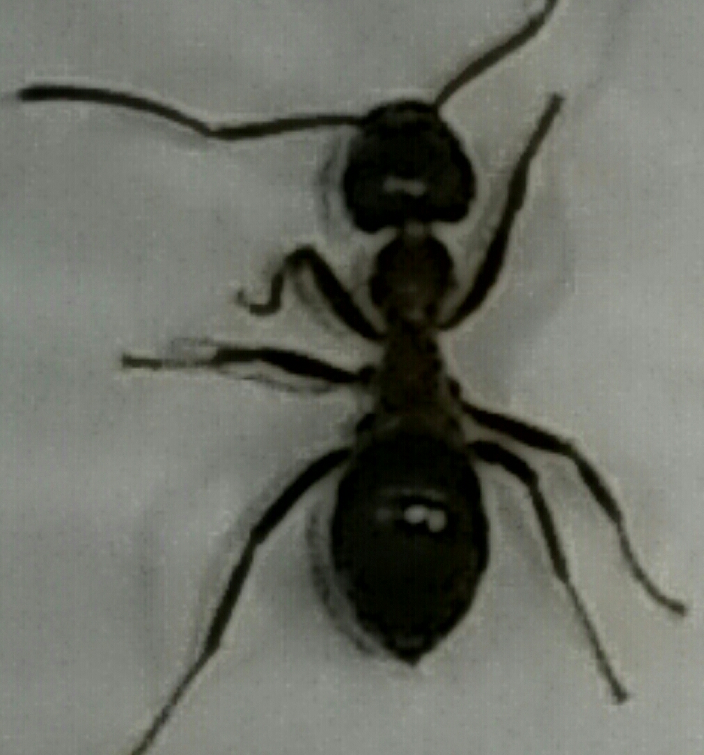 Por favor aydenme a saber que hormiga es esta