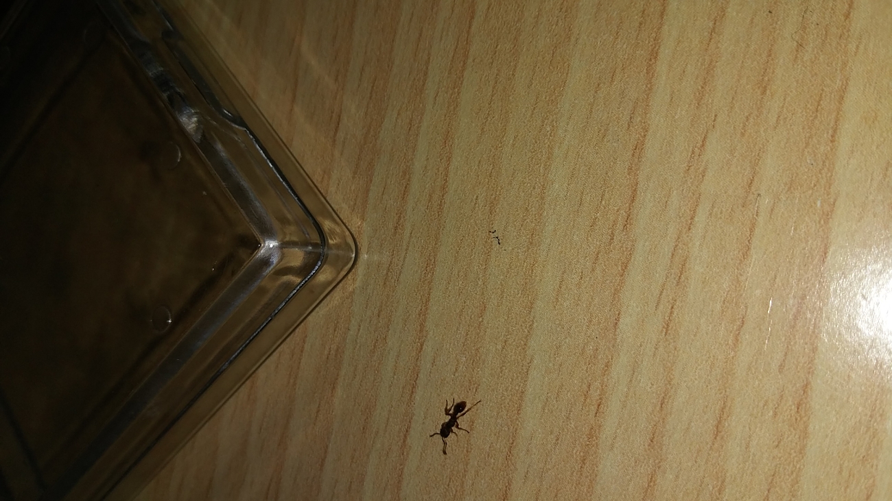 Identificar