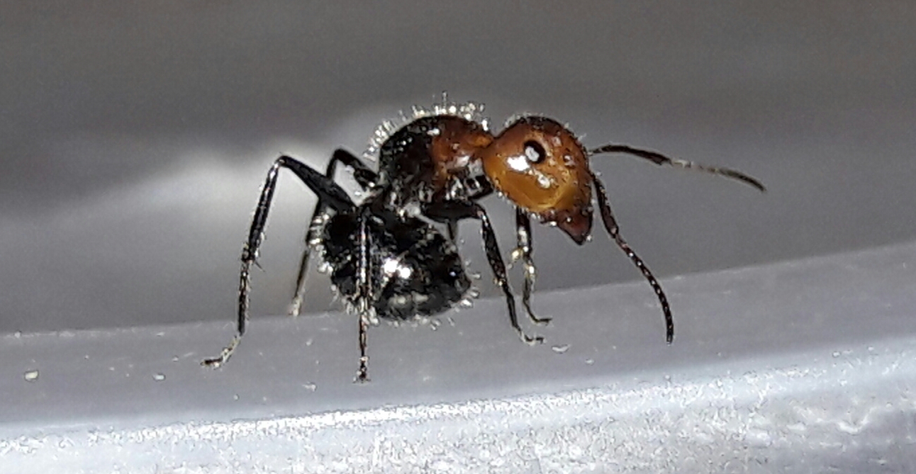 identificar hormiga