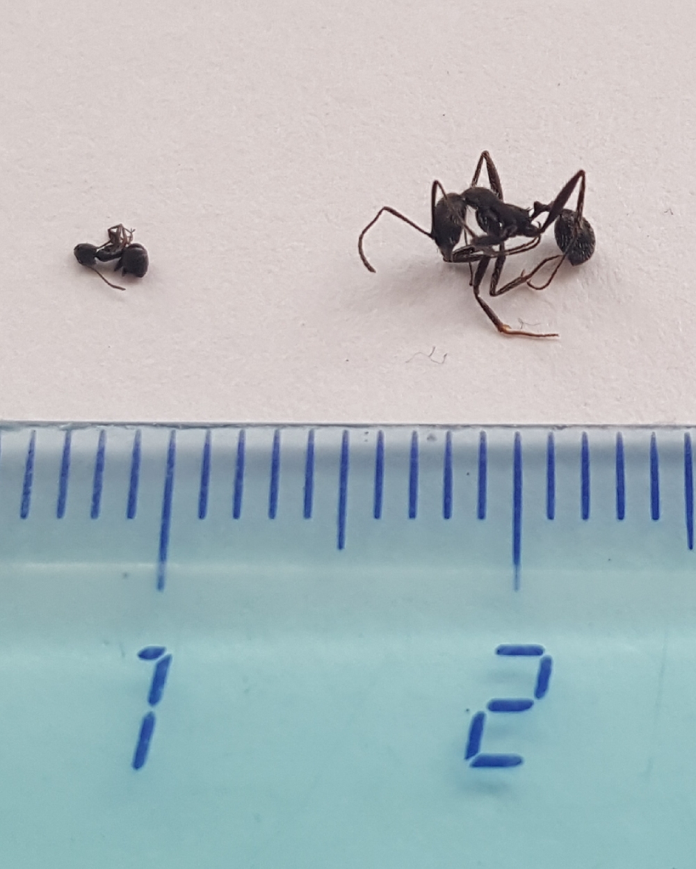 Identificar 2 hormigas