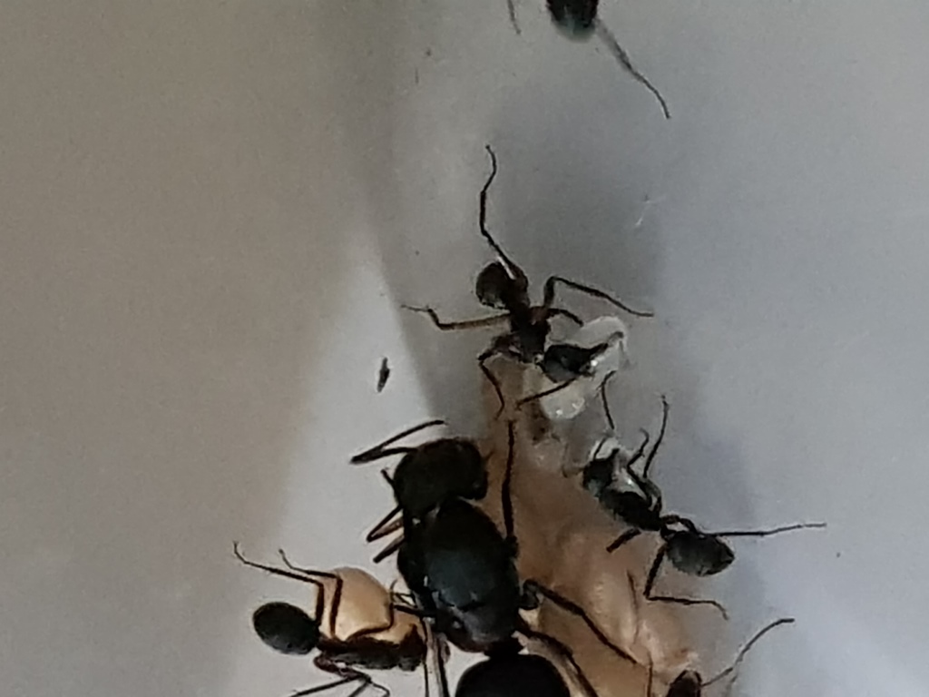 Camponotus Sp 2