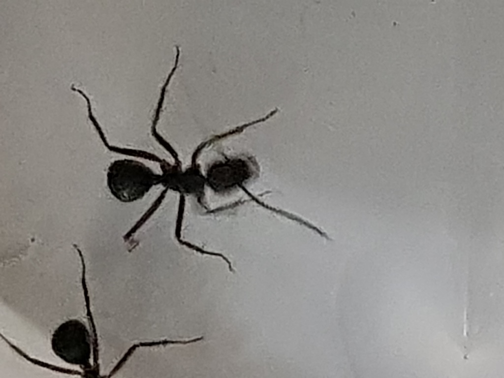 Obrera Camponotus