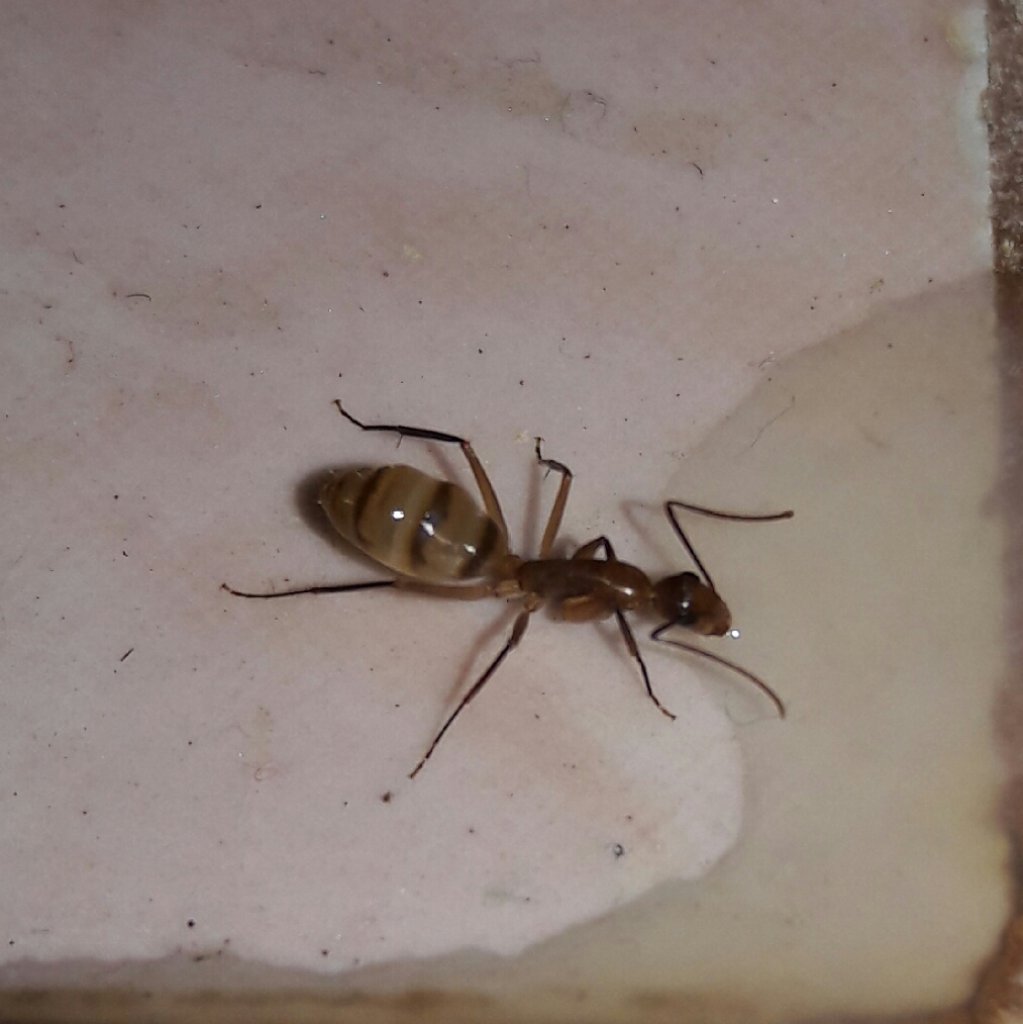 Posible Monomorium