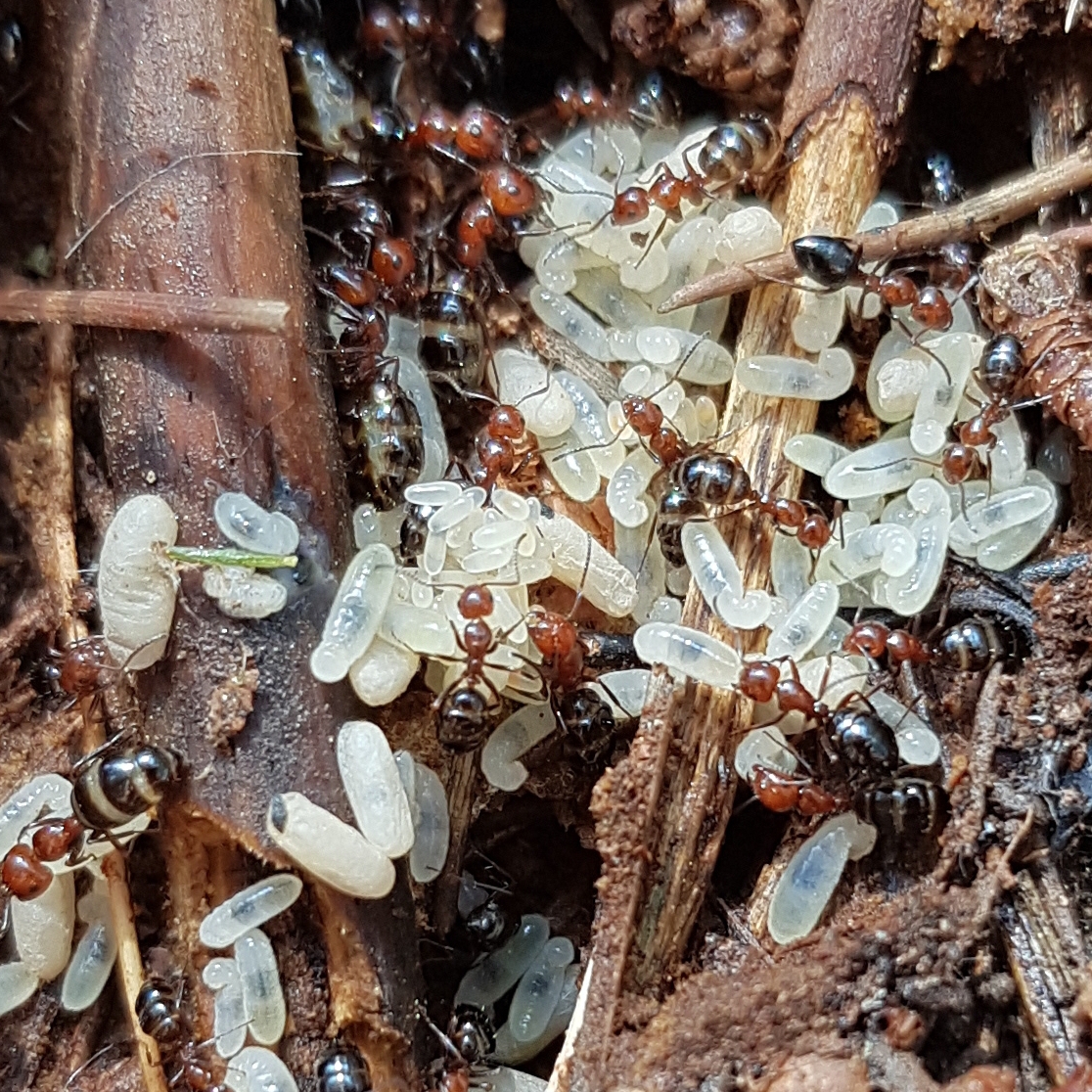 Camponotus o Lasius???