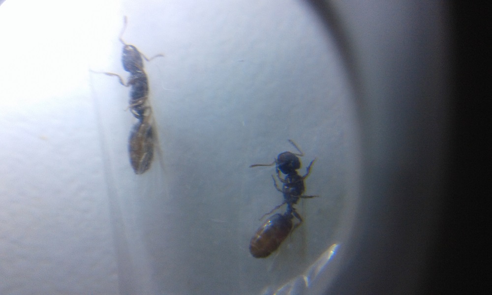 identificar 1