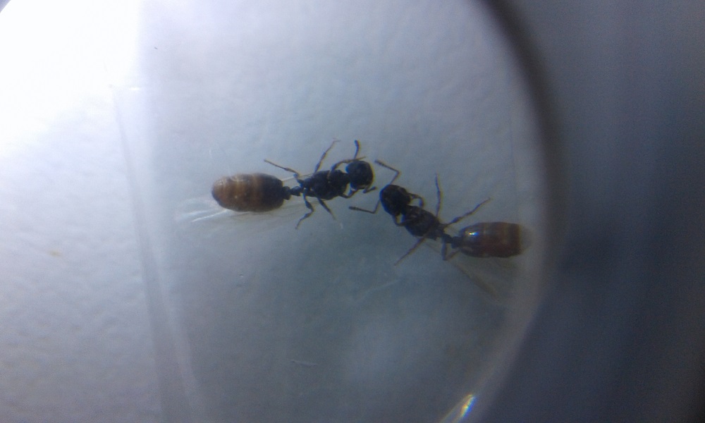 identificar 1