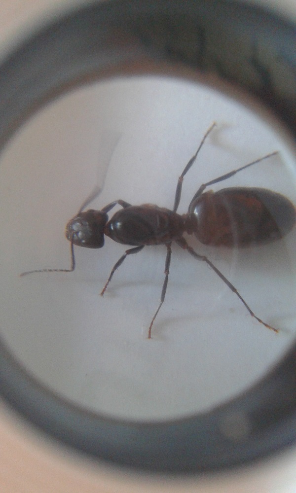 identificar 1