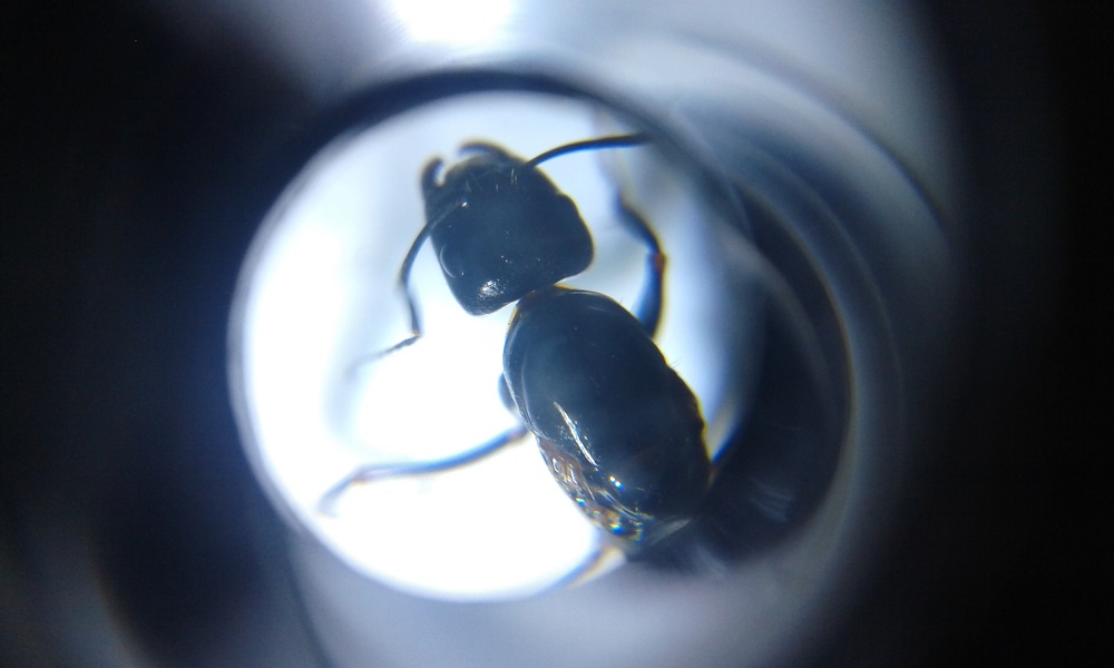 identificar 1
