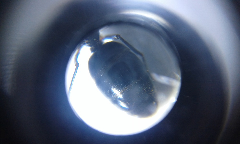 identificar 1