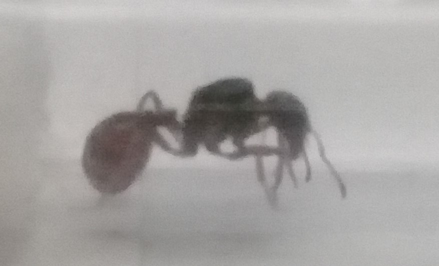 Ayuda a Identificar.