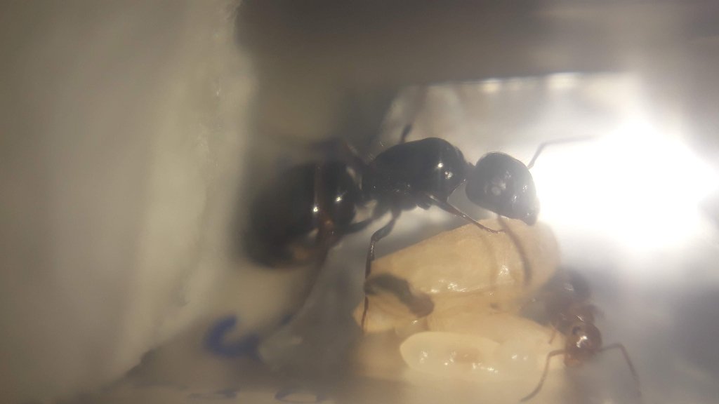 Posible C. Lateralis