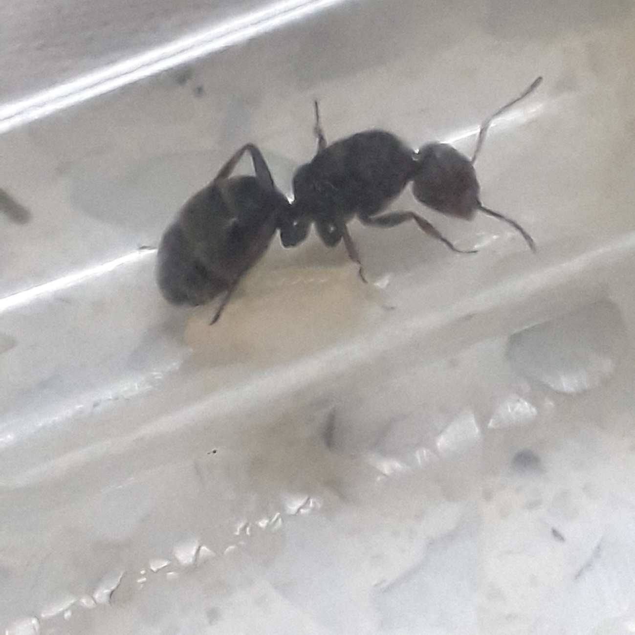 HORMIGA