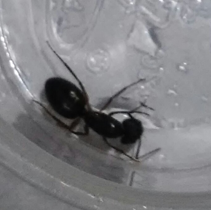 Reina sin identificar R