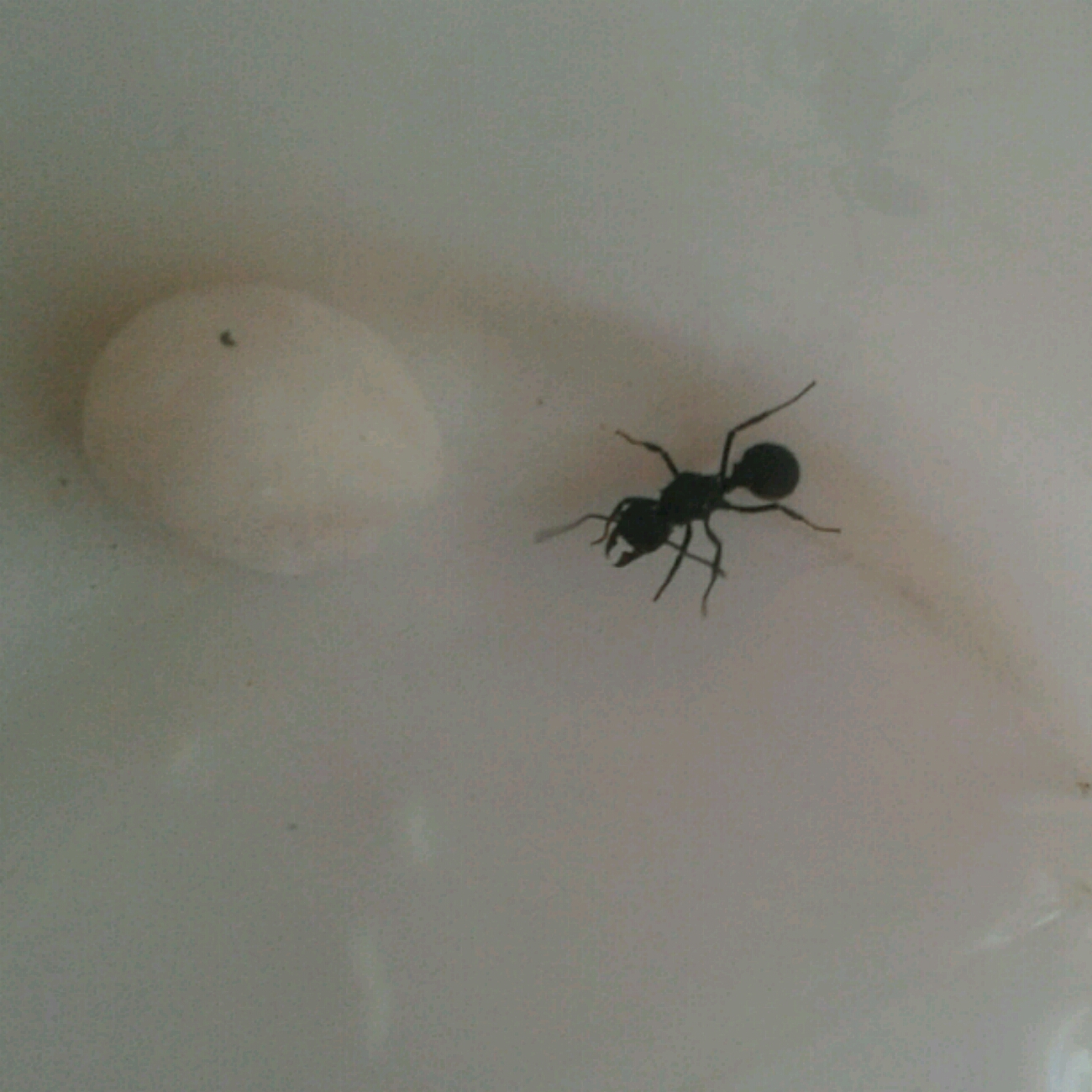 Posible reina acromyrmex