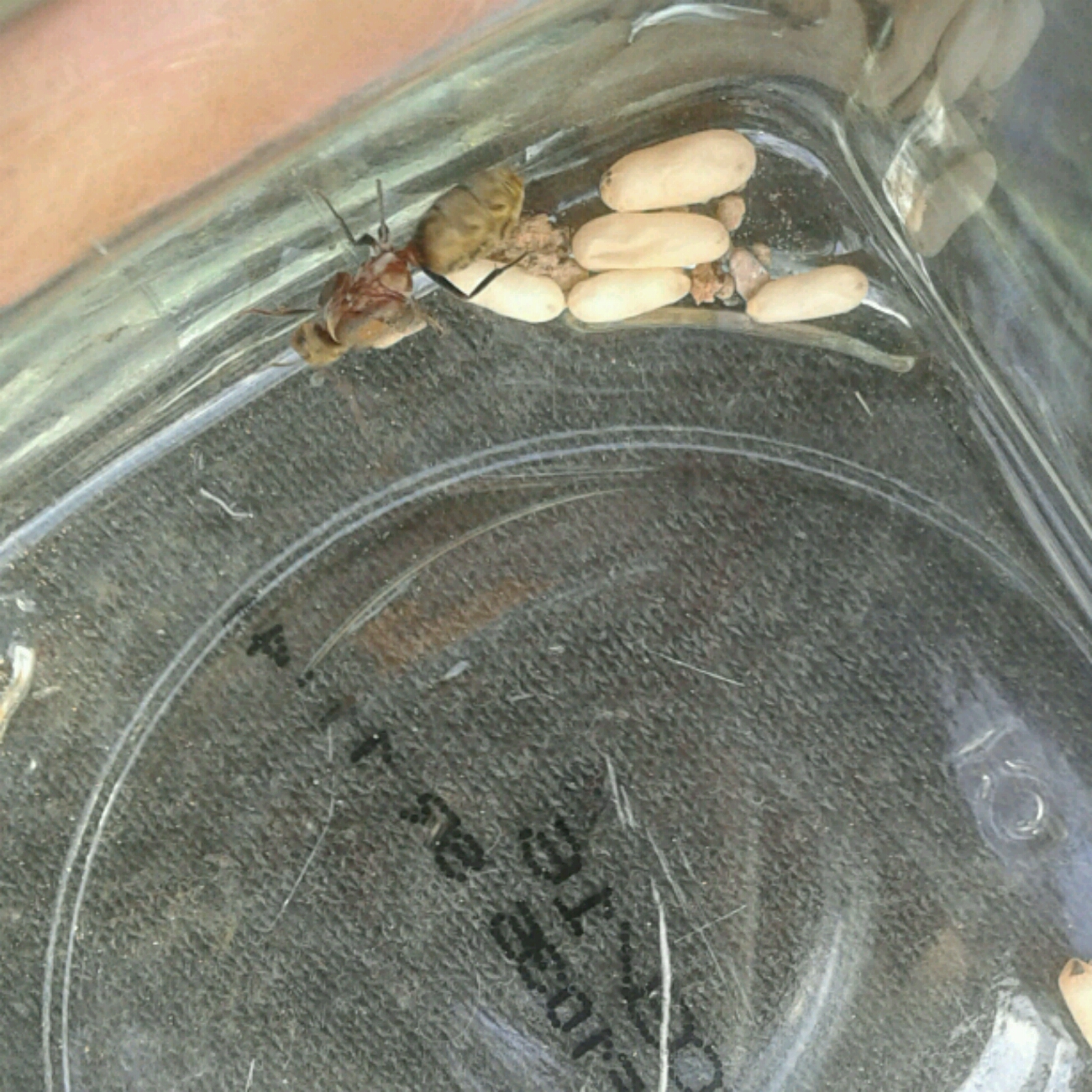 Camponotus rosariensis..??