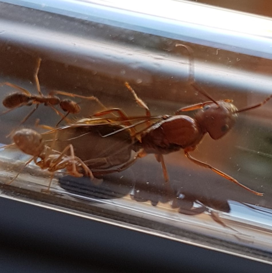 Hormiga de Misiones Argentina