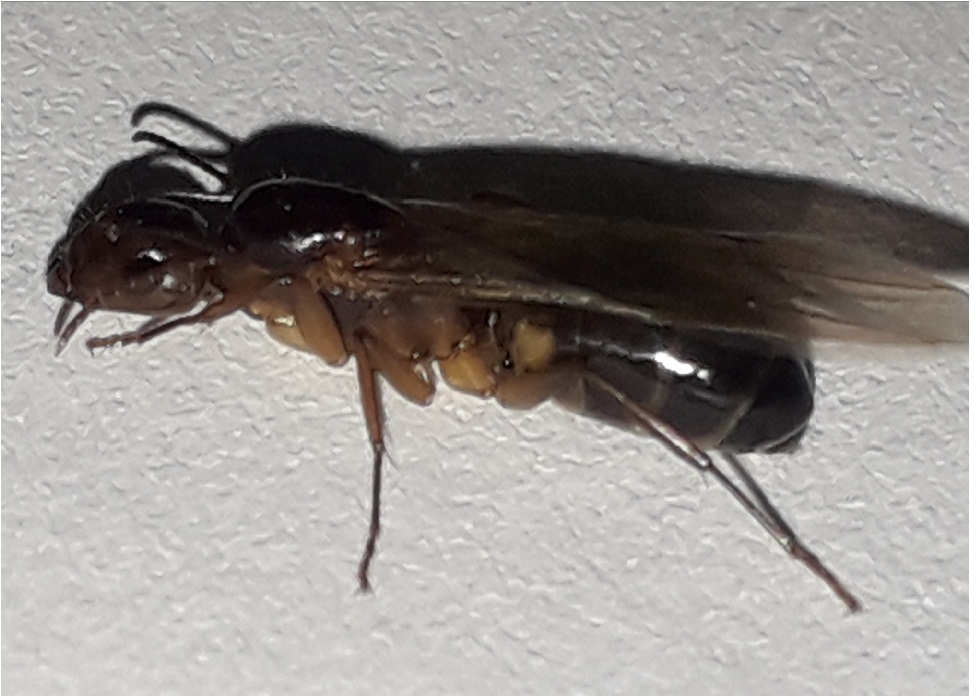 Reina sin identificarnn
