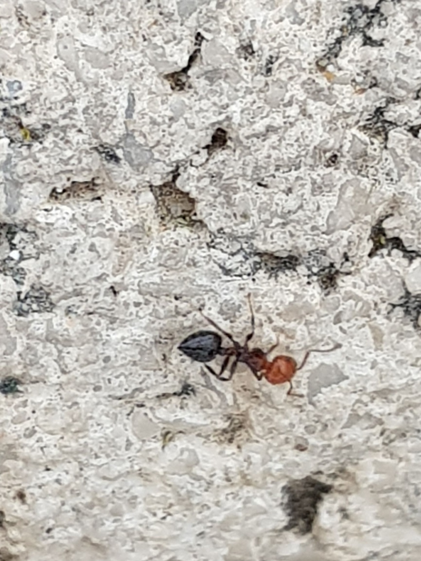 Identificacion apelaez1�