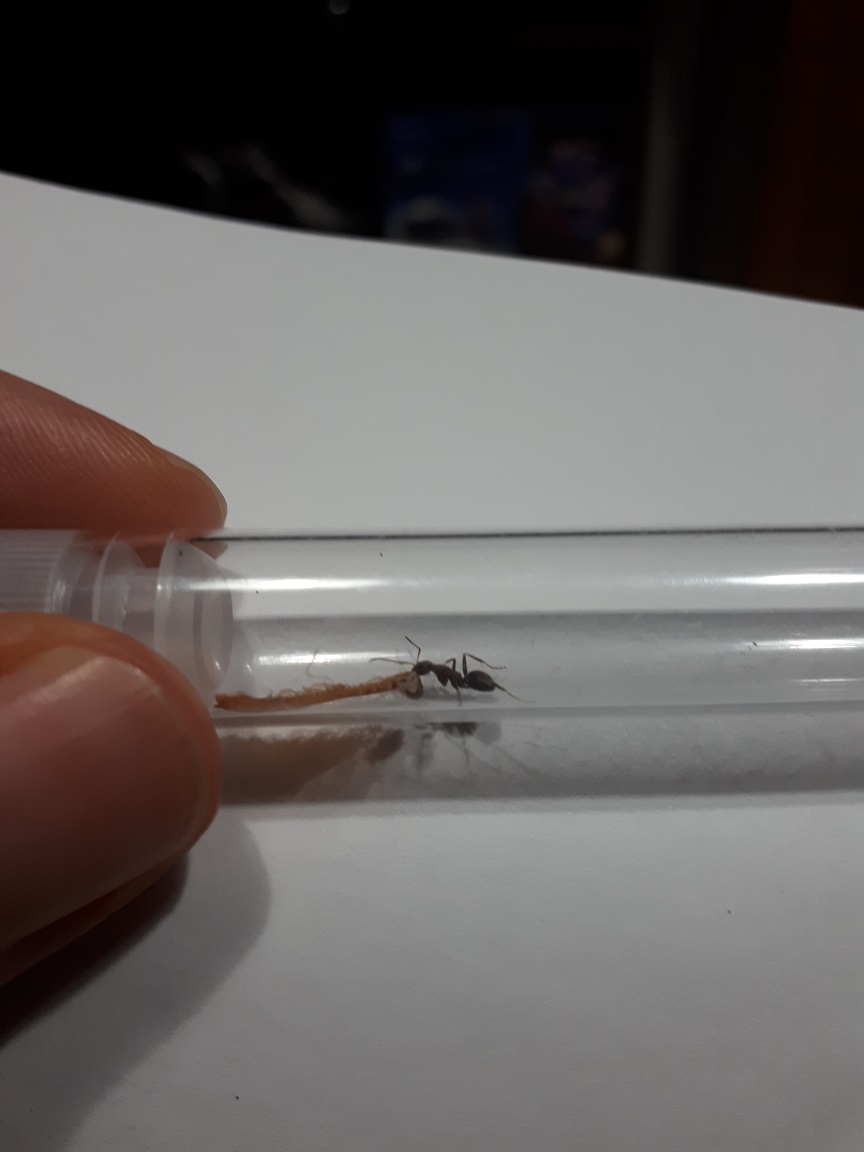 Camponotus?_01