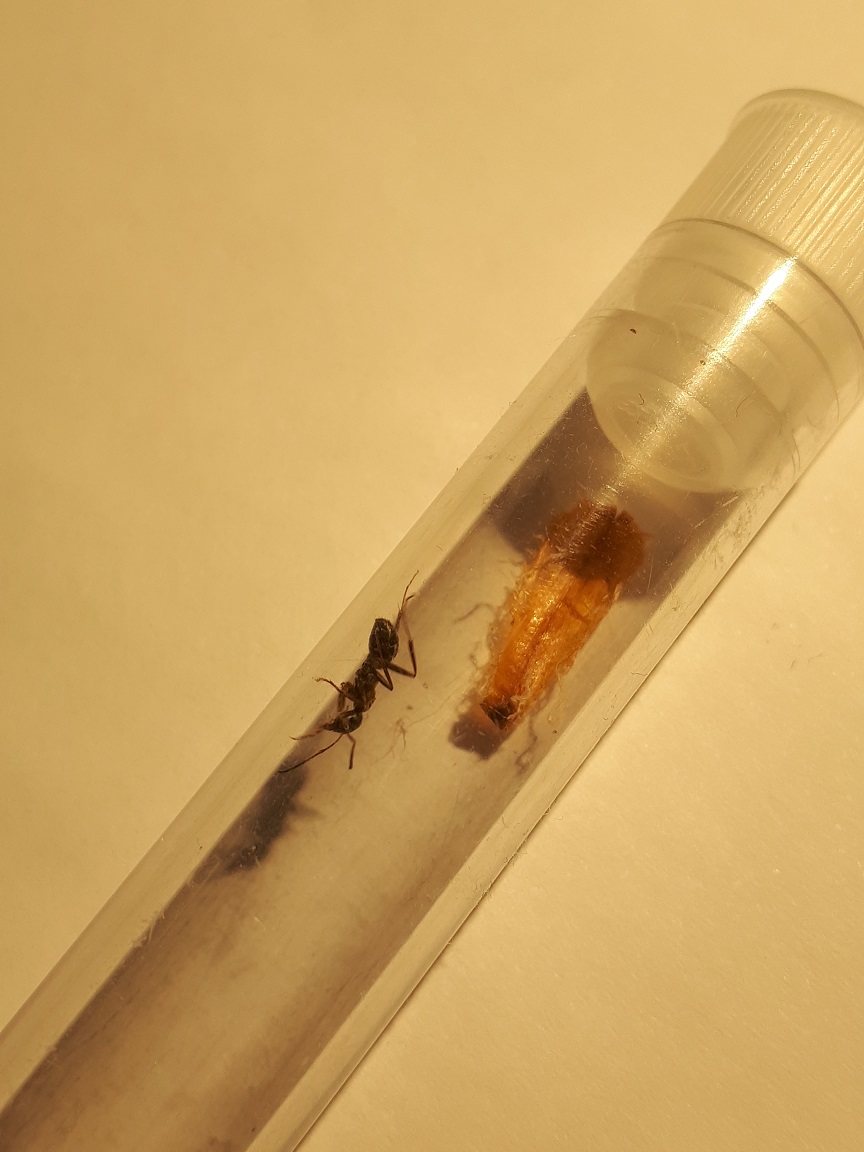 Camponotus?_02
