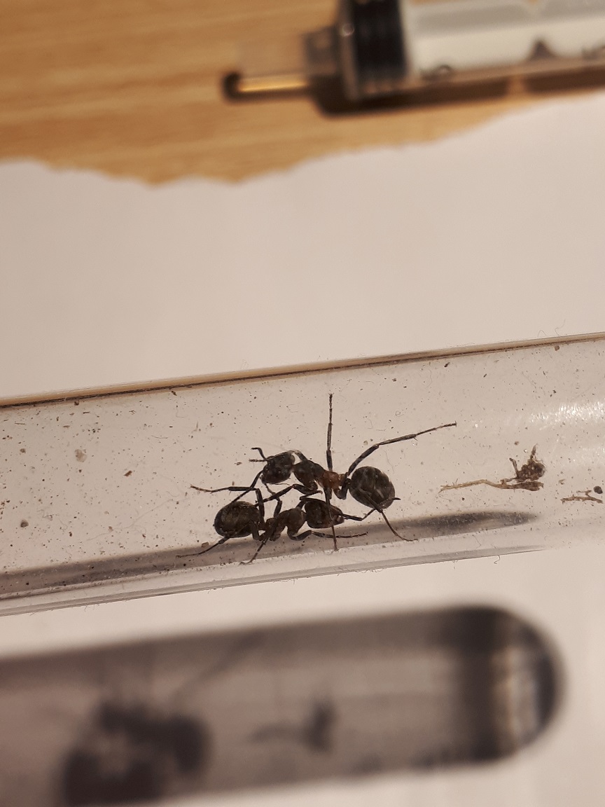 Formica?