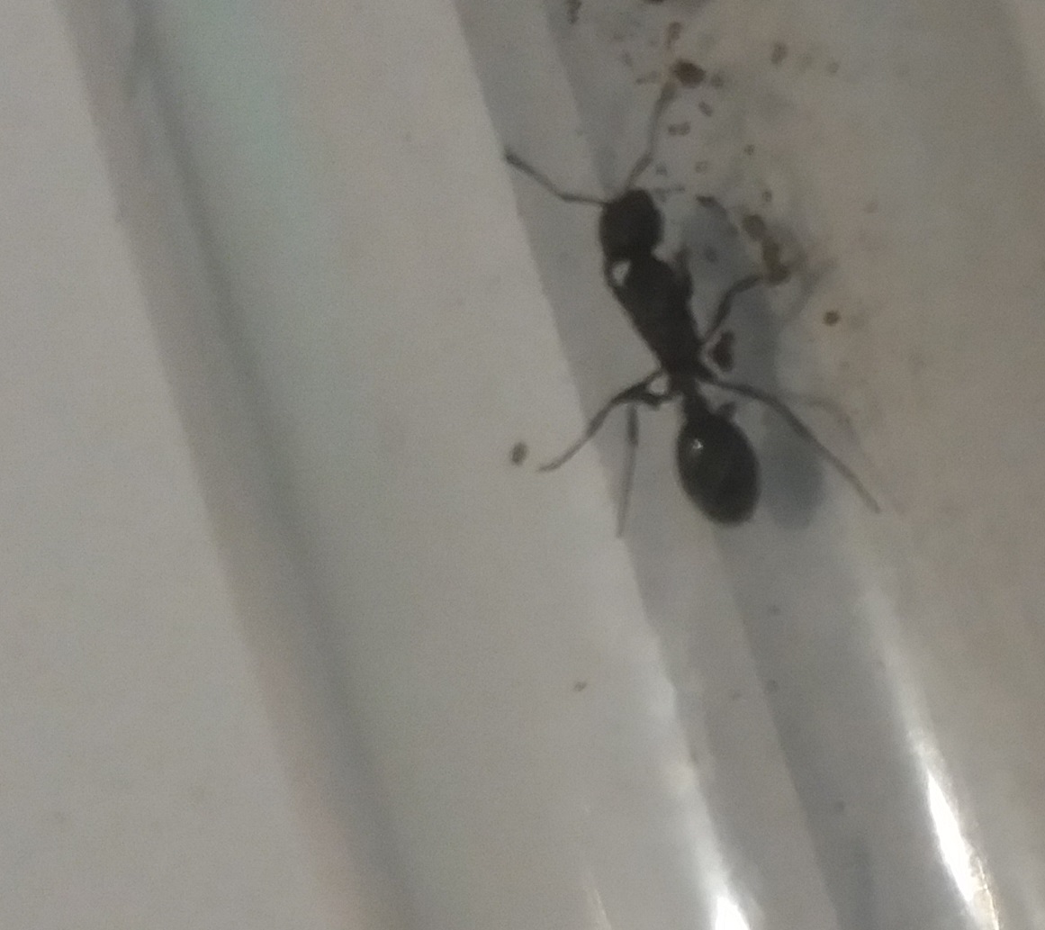 �Es una reina? �Que especie?