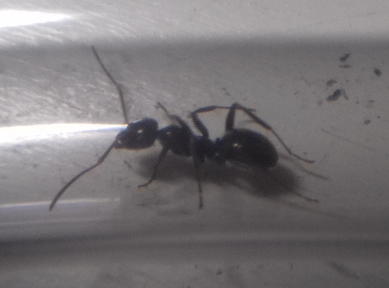 formica sp