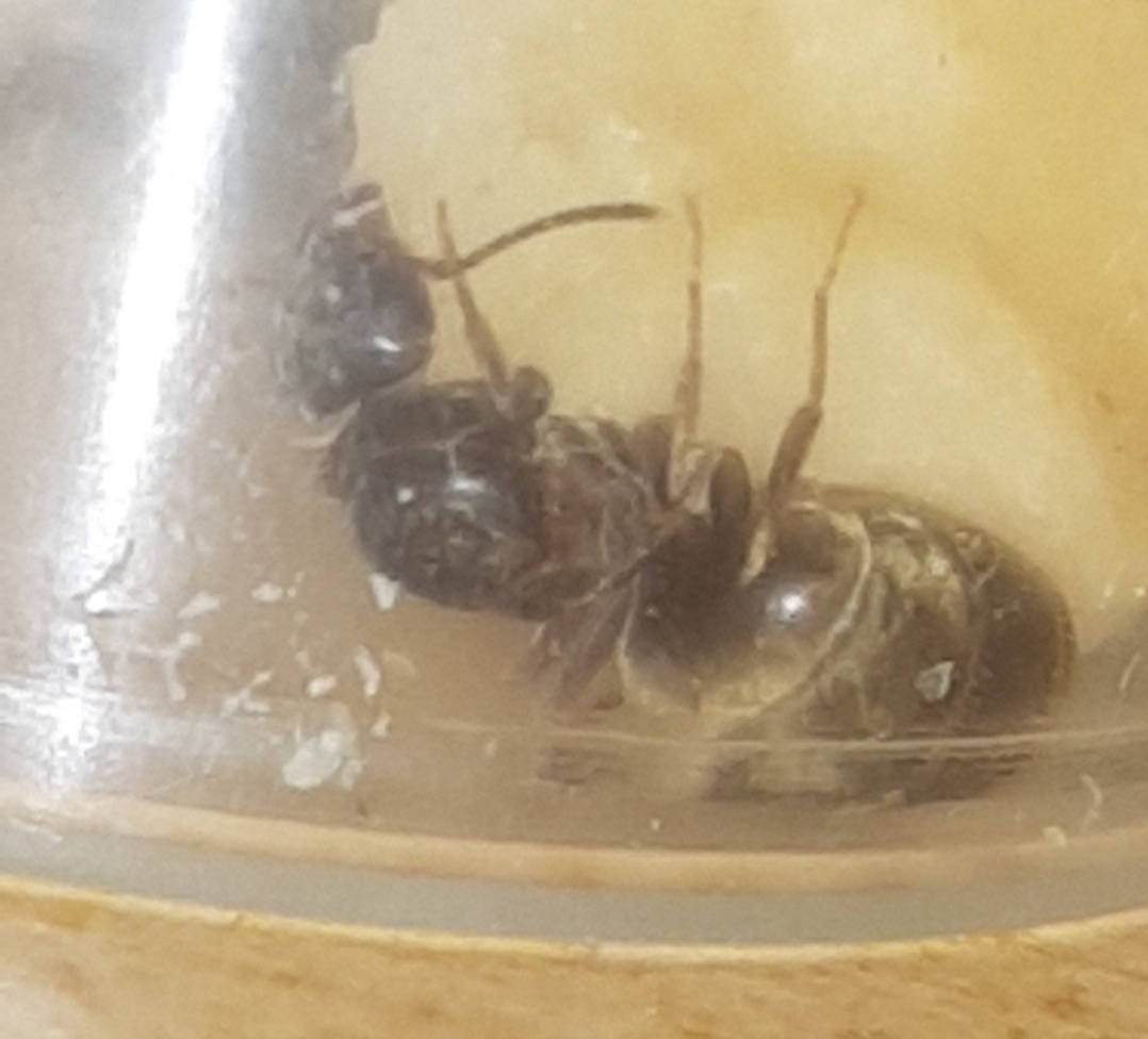 A identificar