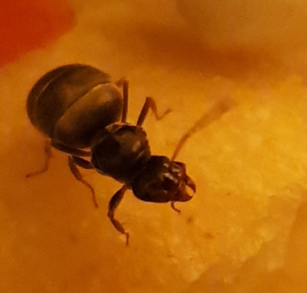 What specie is this lasius 2
