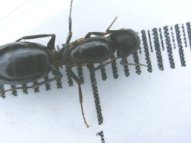 Camponotus09