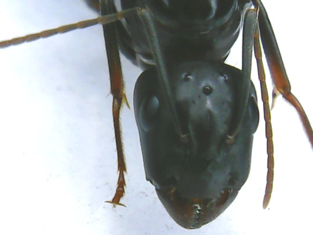Camponotus08