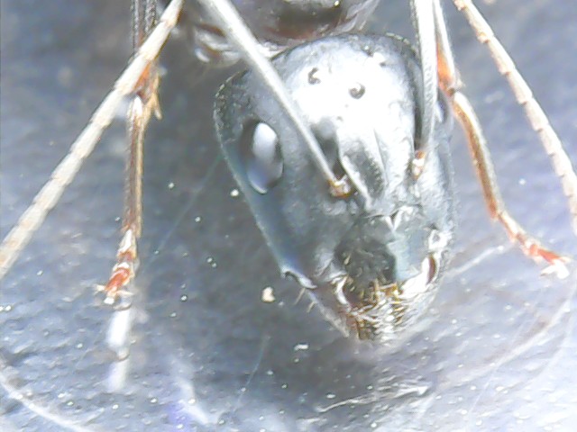 Camponotus06