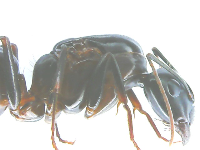 Camponotus07
