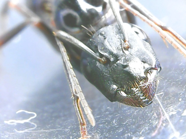 Camponotus