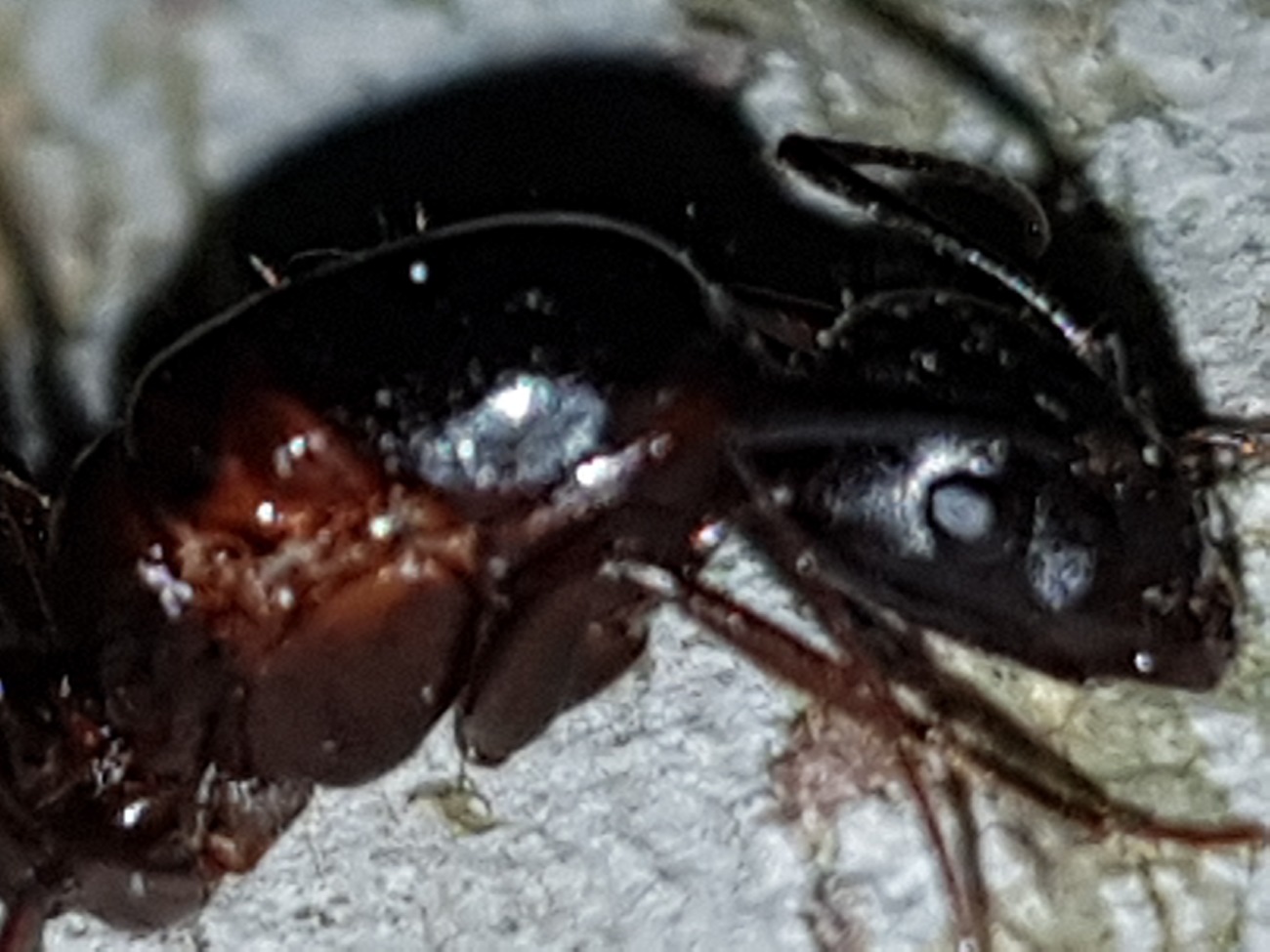 Sylvaticus?