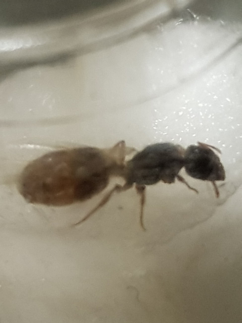 tetramorium semilaeve???