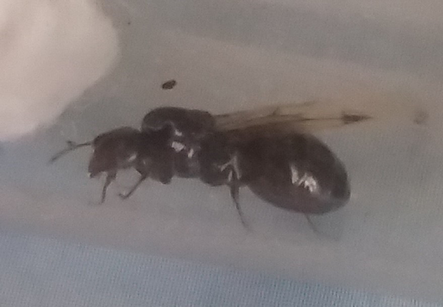 �que especie es?�esta fecundada?