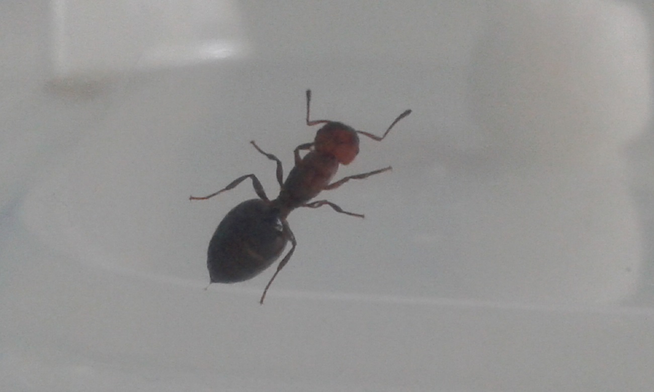 posible crematogaster