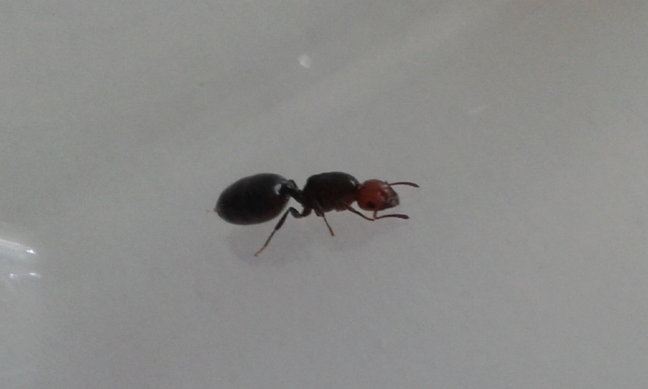 posible crematogaster