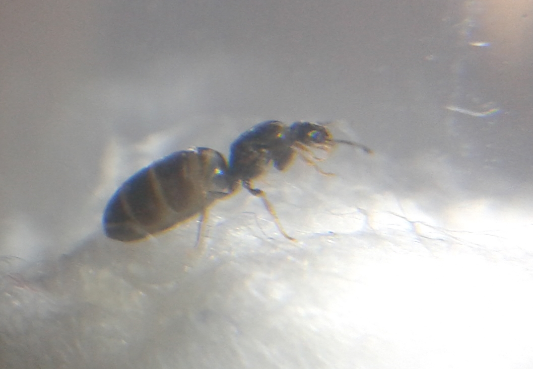 Reina sin identificar