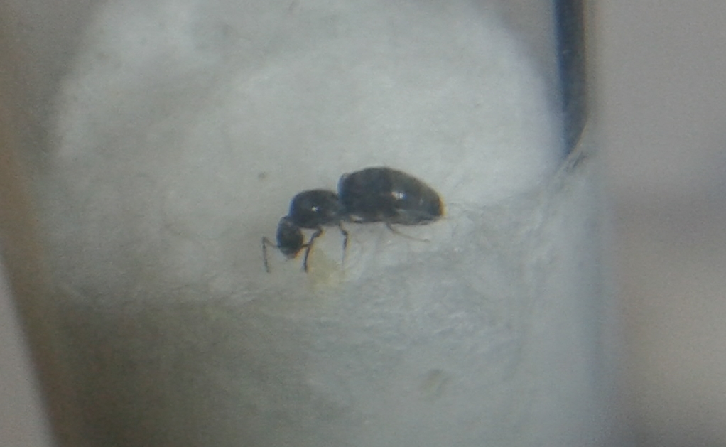 Reina sin identificar