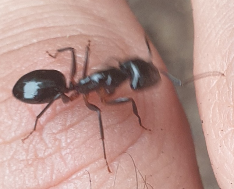 Camponotus hesperius?