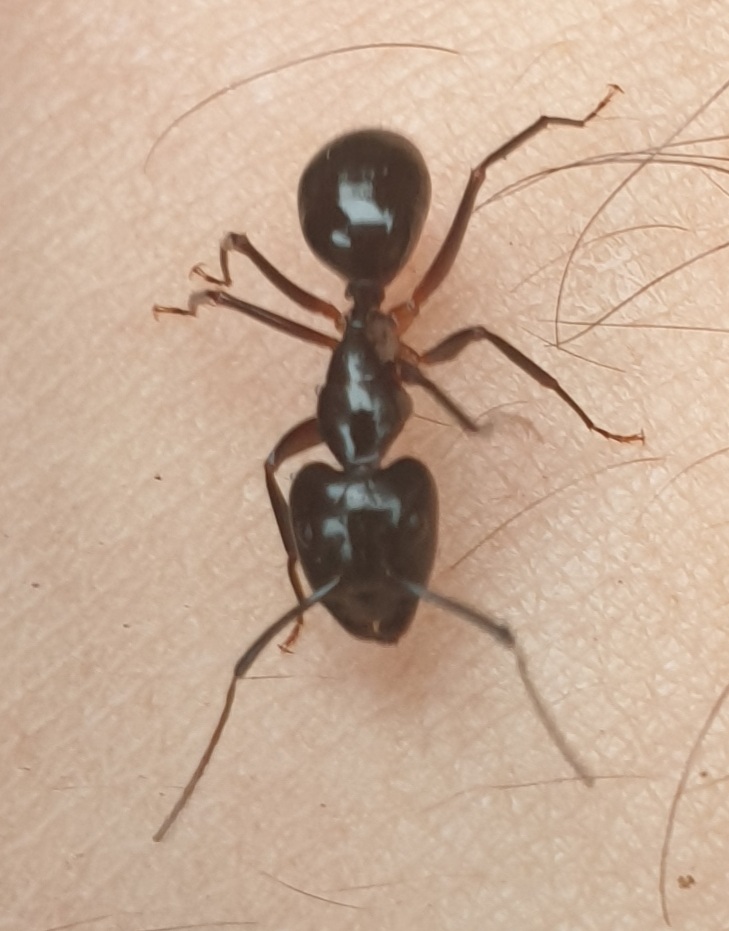 Camponotus hesperius?